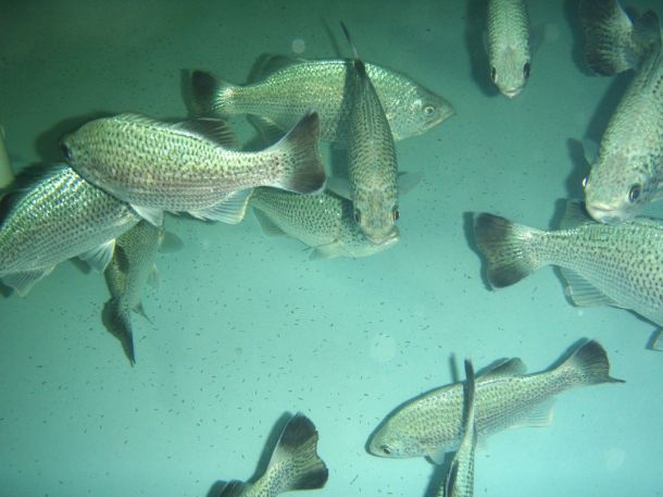 Jungle perch to get a boost